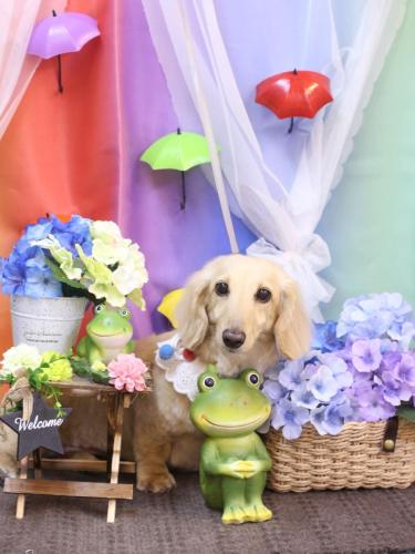 20230607きなこちゃん